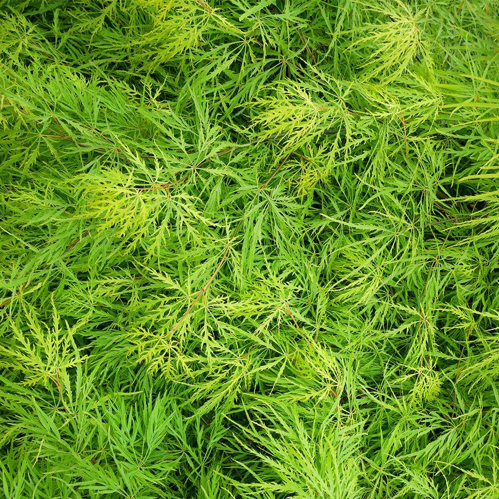 Multi - YouGarden - Acer palmatum Emerald Lace (10.5cm Pot) - 2