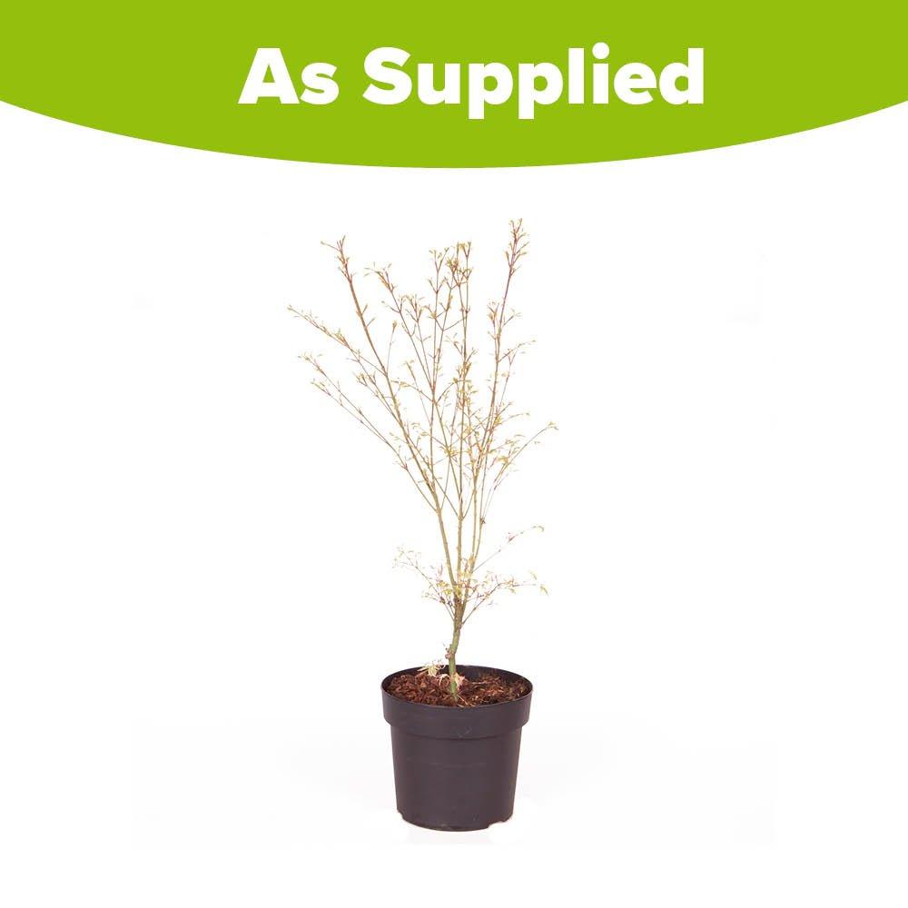 Multi - YouGarden - Acer palmatum Emerald Lace (10.5cm Pot) - 3