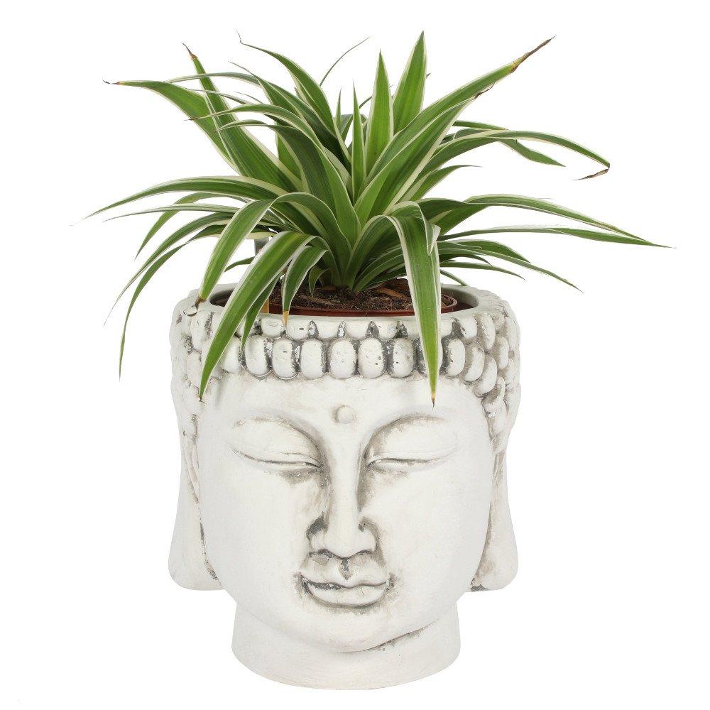 Something Different  White & Cream White Terracotta Buddha Head Planter