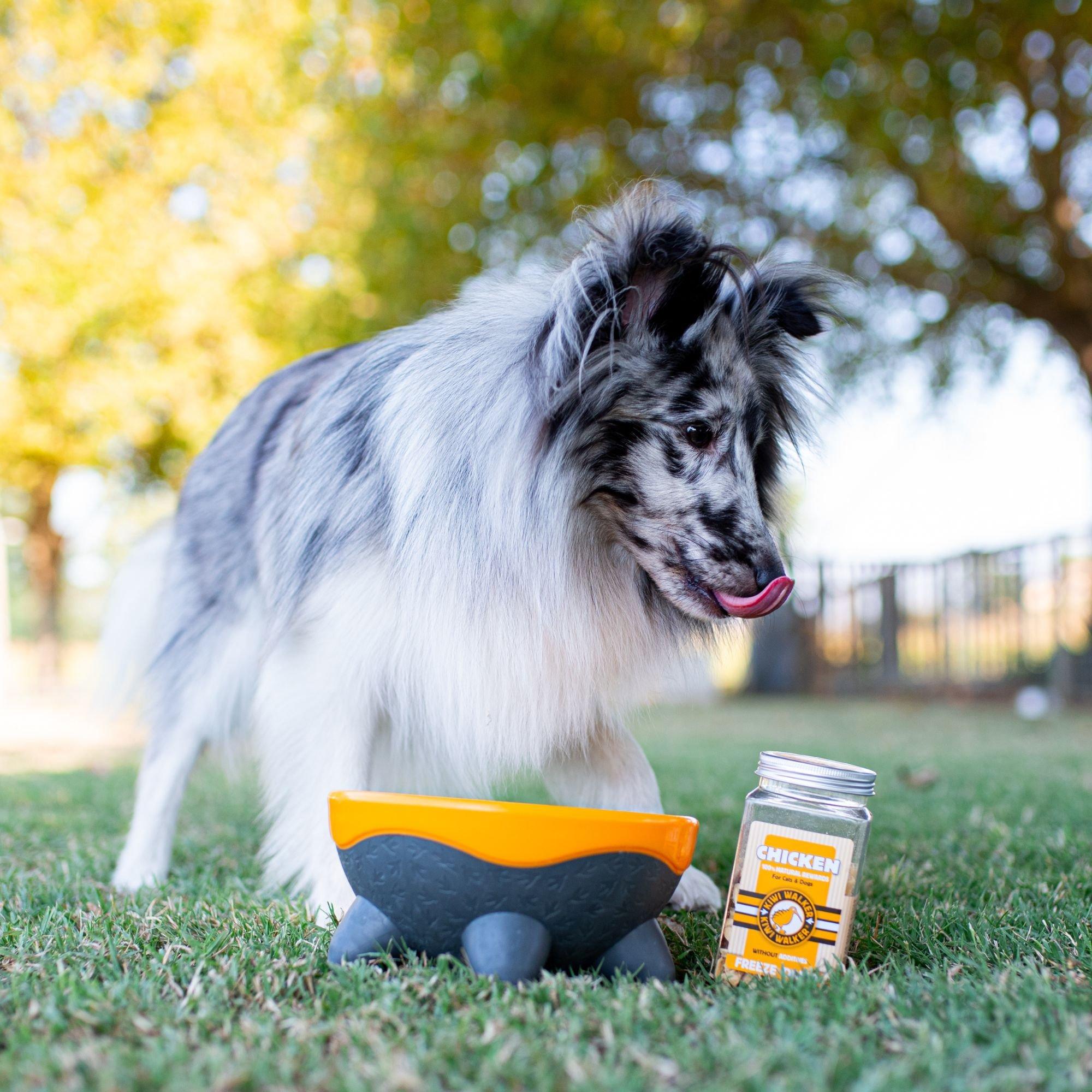 Orange - Kiwi Walker - UFO Dog Bowl - Orange - 3
