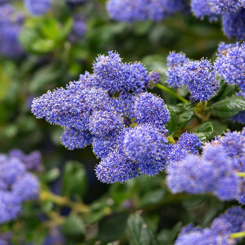 Blue - YouGarden - Pair of Standard Californian Lilac Trees Ceanothus - 1