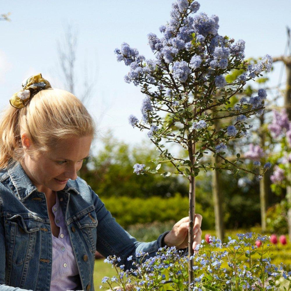 Blue - YouGarden - Pair of Standard Californian Lilac Trees Ceanothus - 2