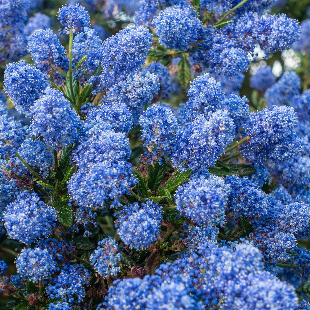 Blue - YouGarden - Pair of Standard Californian Lilac Trees Ceanothus - 3