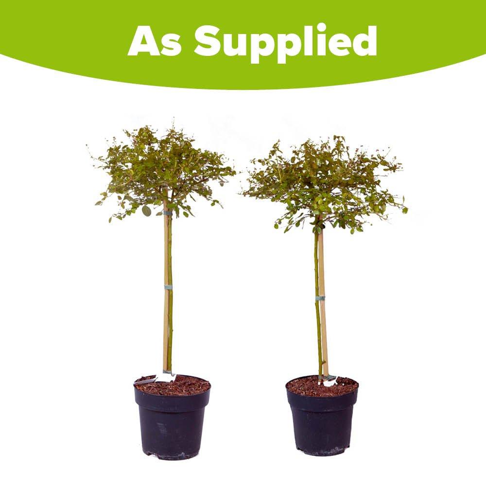 Blue - YouGarden - Pair of Standard Californian Lilac Trees Ceanothus - 4