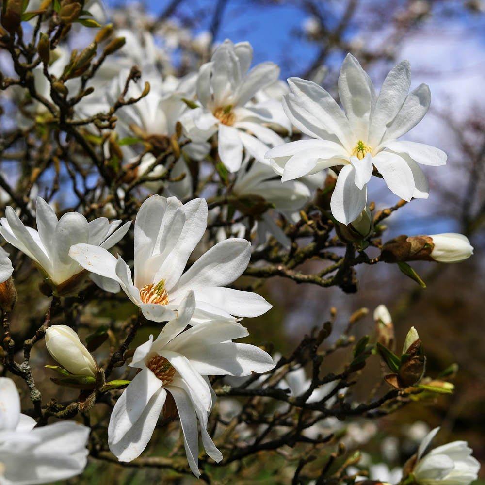 YouGarden Standard Star Magnolia (Magnolia stellata)