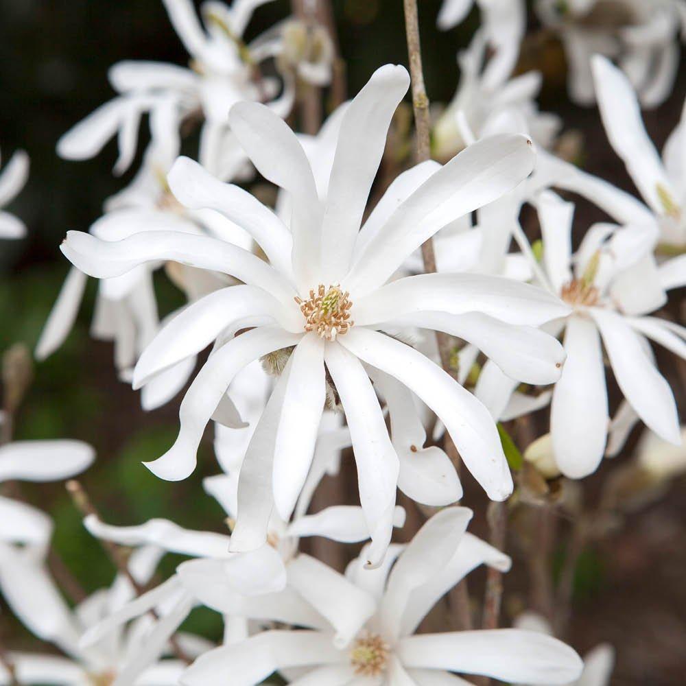White - YouGarden - Standard Star Magnolia (Magnolia stellata) - 2