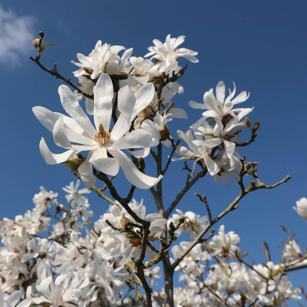 White - YouGarden - Standard Star Magnolia (Magnolia stellata) - 3