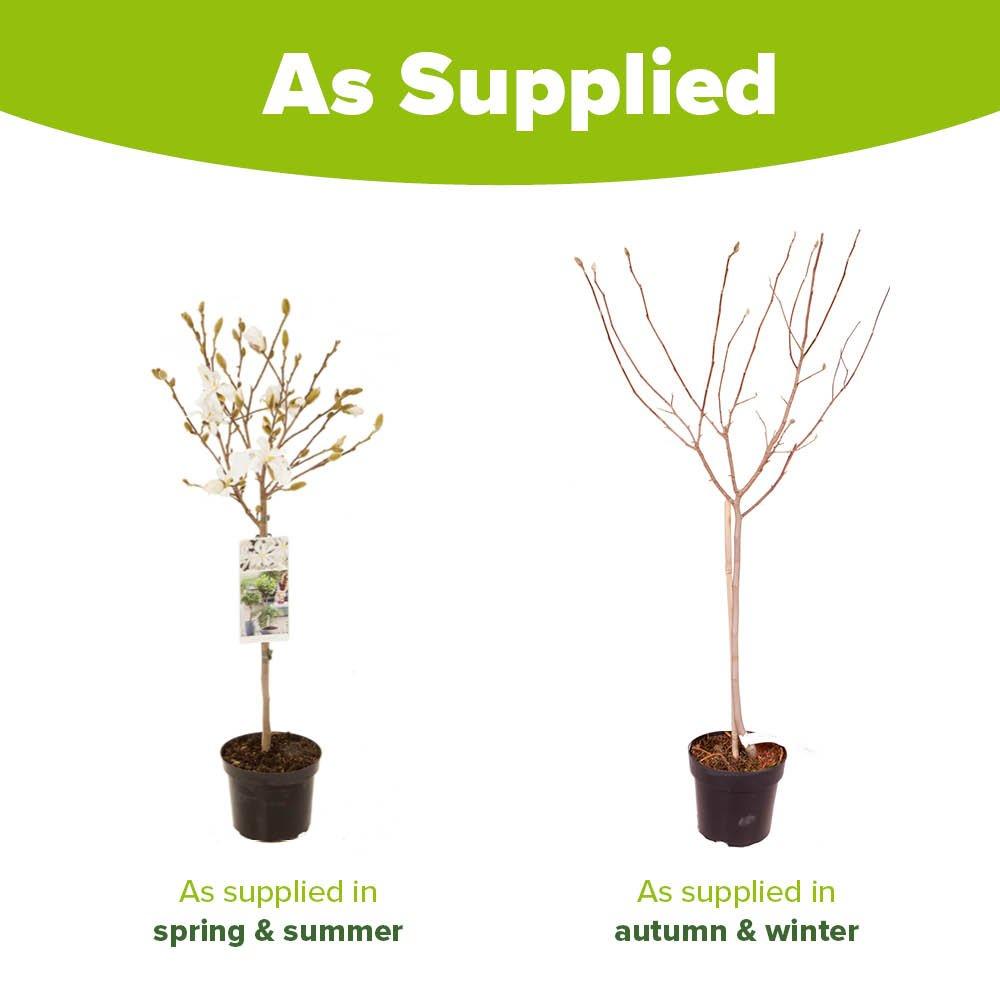 White - YouGarden - Standard Star Magnolia (Magnolia stellata) - 4