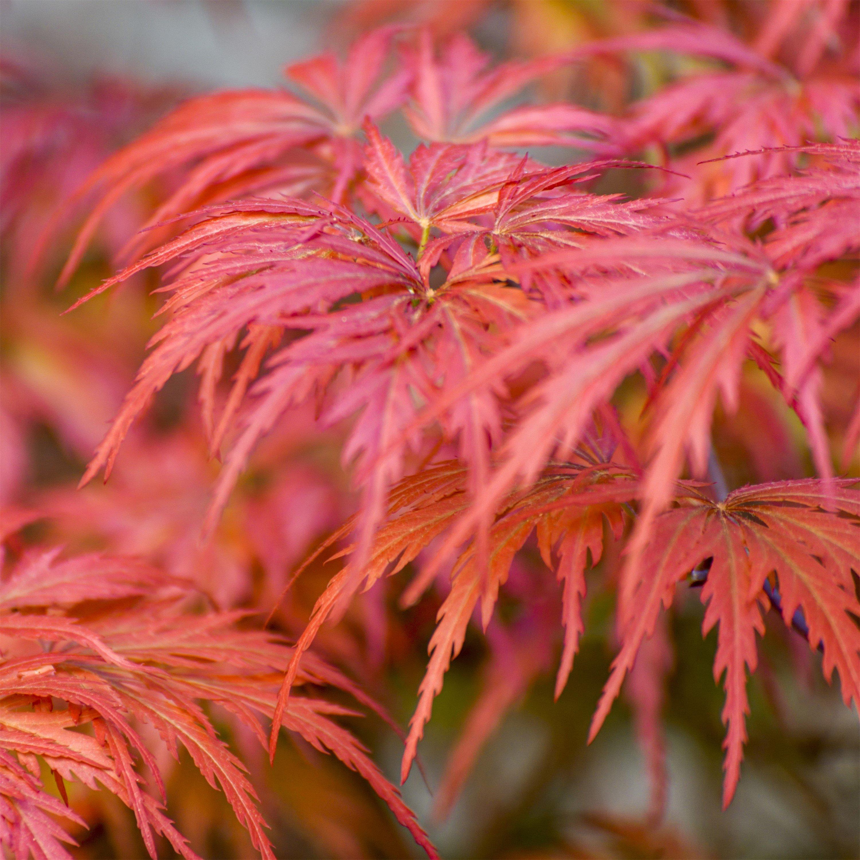 Yougarden  Acer Palmatum Dissectum (3L Pot) -  - 3L Pot