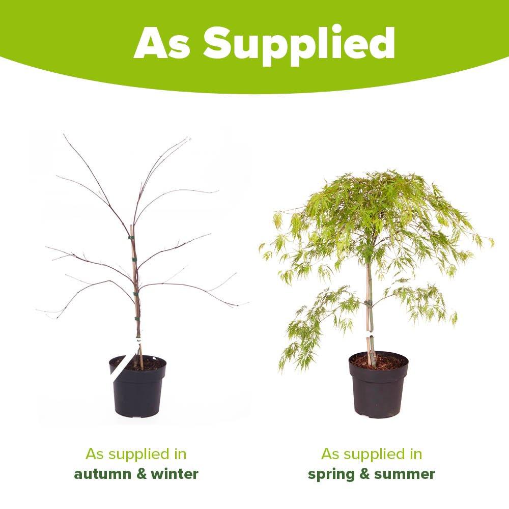 Multi - YouGarden - Acer palmatum Dissectum (3L Pot) - 3
