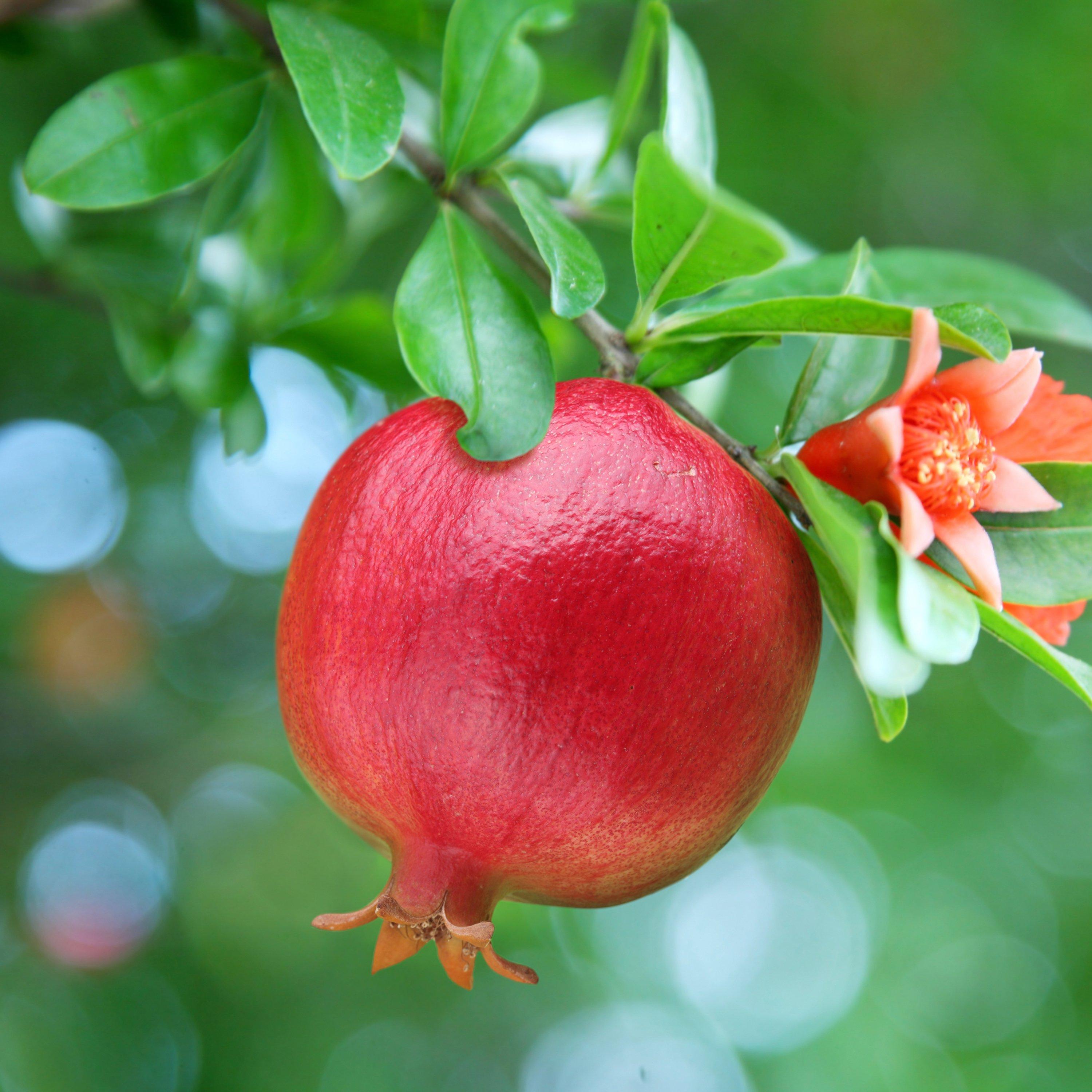 Yougarden  Pomegranate Dwarf Bush 2L - Green - 2L Pot