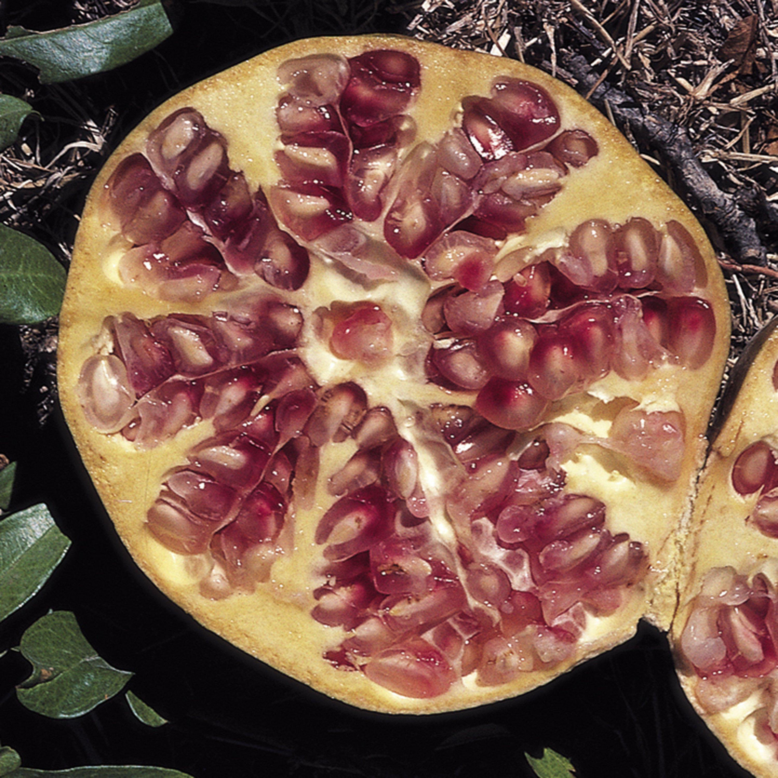 Green - YouGarden - Pomegranate Dwarf bush 2L - 2