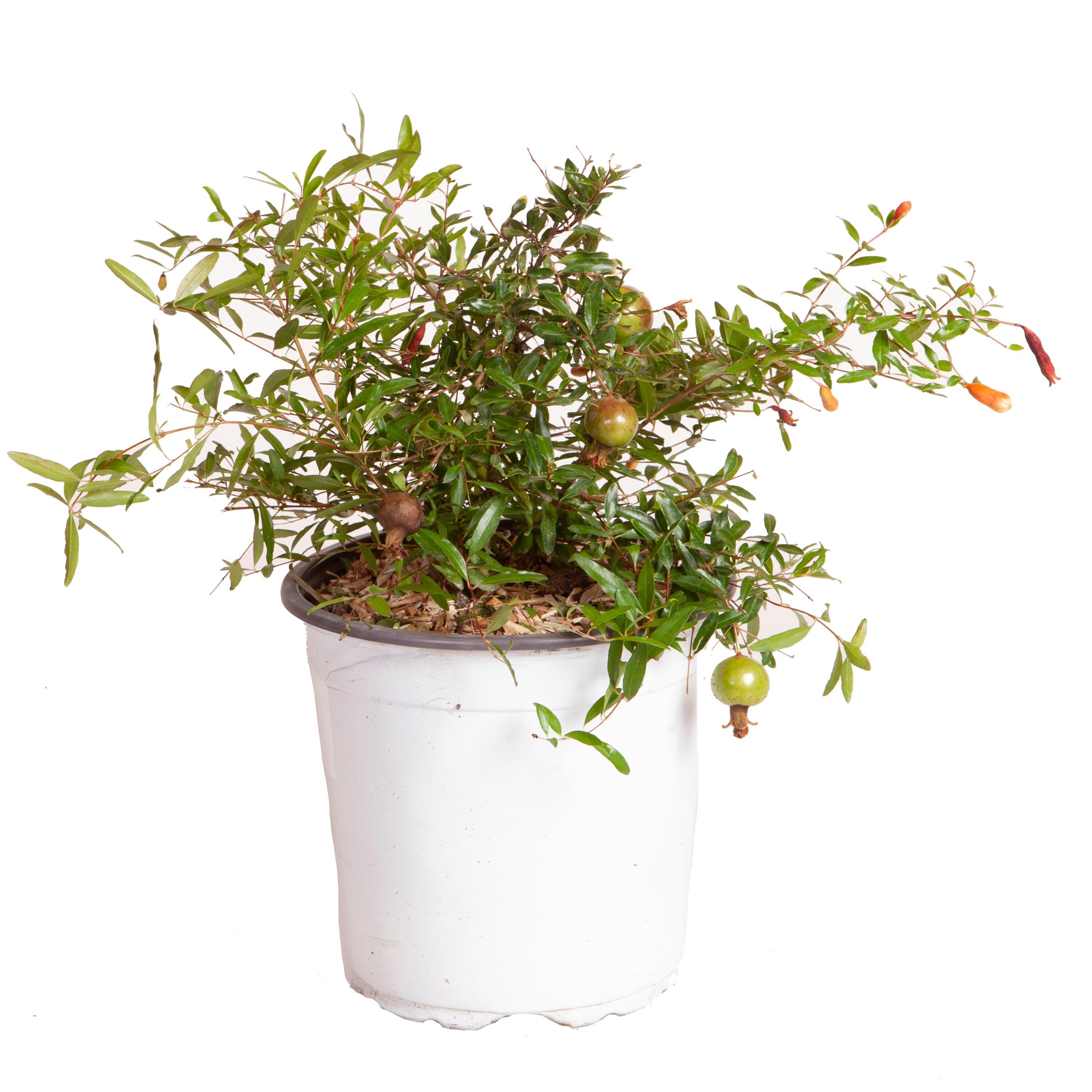 Green - YouGarden - Pomegranate Dwarf bush 2L - 4