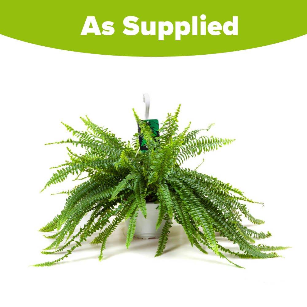 Green - YouGarden - Nephrolepis Sonata hangpot 19cm 50 - 60cm - 2
