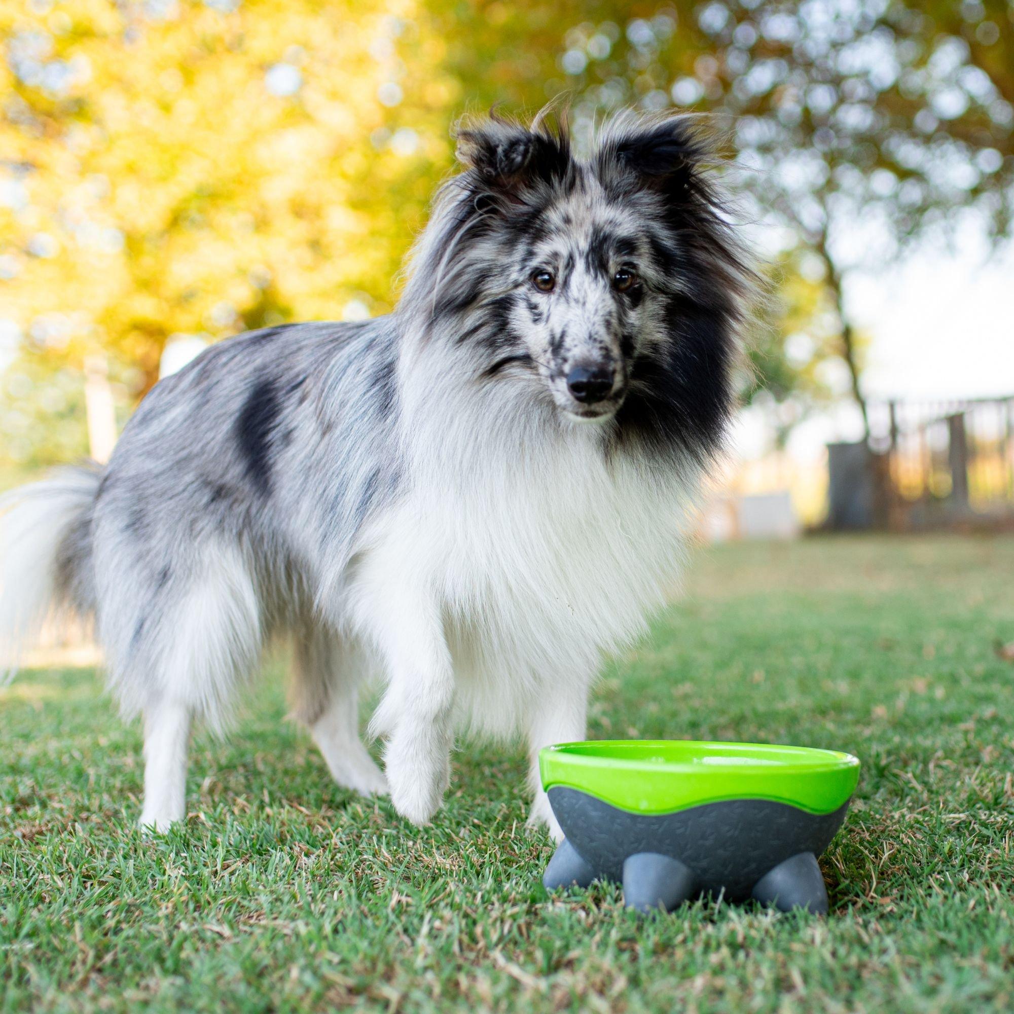 Green - Kiwi Walker - UFO Dog Bowl - Green - 2