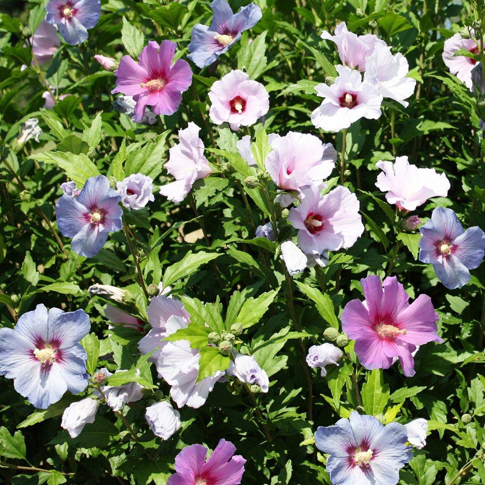 Yougarden  Hibiscus Tricolour Bush (4.6L Pot) -  - 4.6L Pot