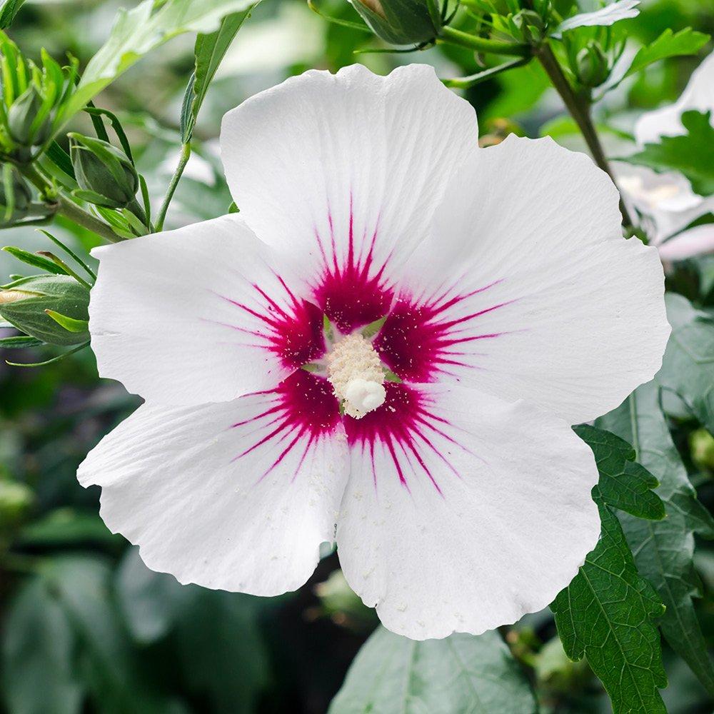 Multi - YouGarden - Hibiscus Tricolour Bush (4.6L Pot) - 4