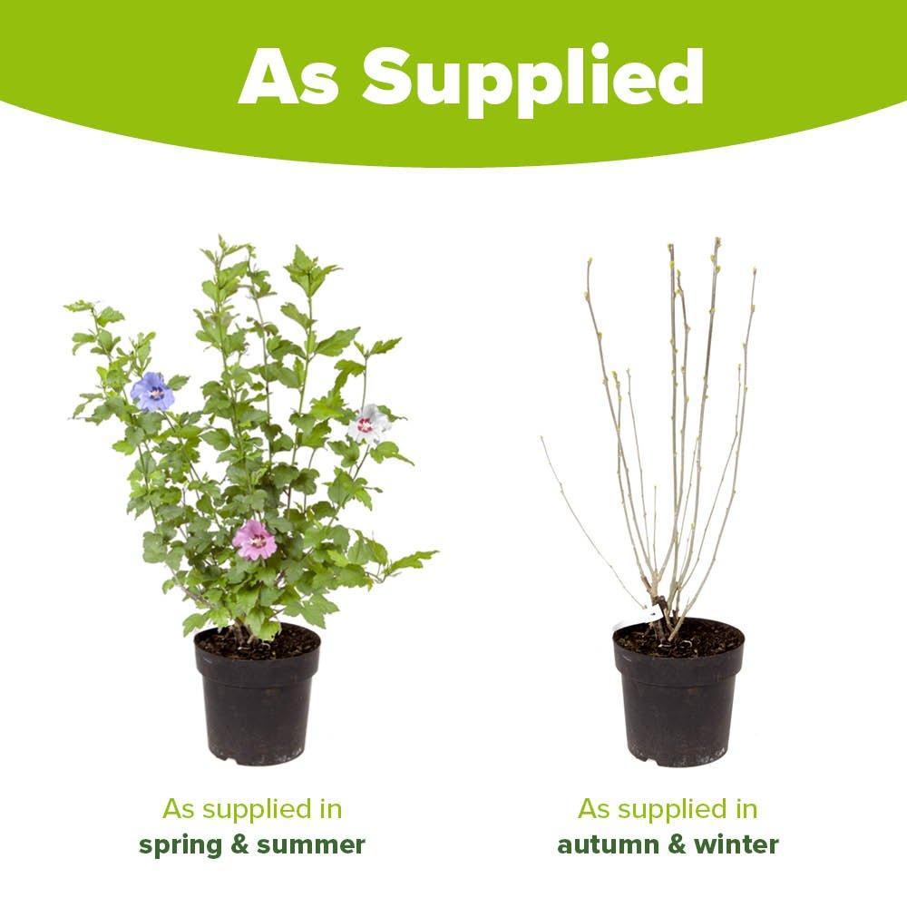 Multi - YouGarden - Hibiscus Tricolour Bush (4.6L Pot) - 5