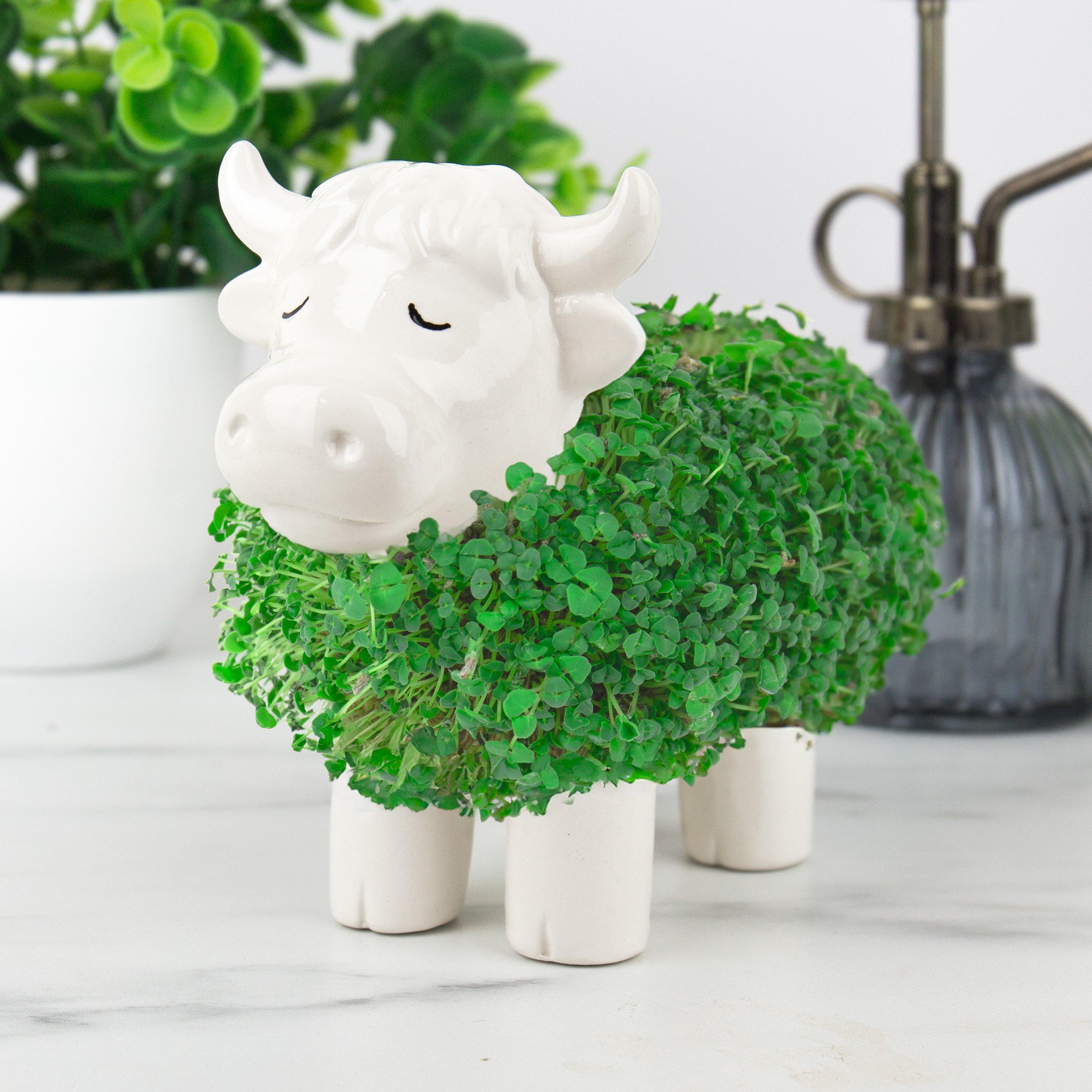 Multi - Gift Republic - Highland Cow Chia Planter - 3