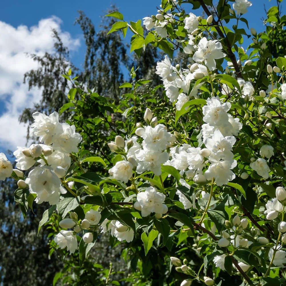 White - YouGarden - Mock Orange - Philadelphus Virginal (2L Pot) - 1