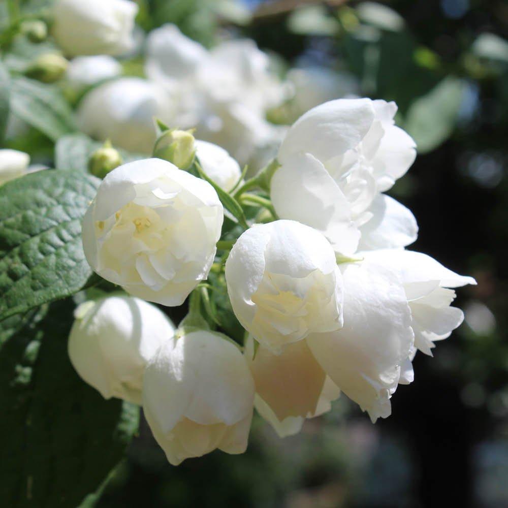 White - YouGarden - Mock Orange - Philadelphus Virginal (2L Pot) - 2