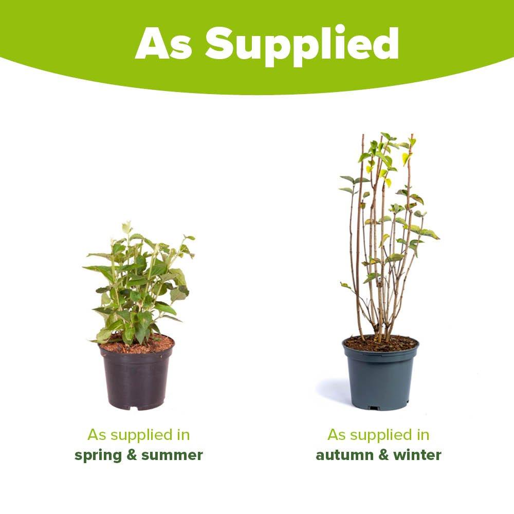 White - YouGarden - Mock Orange - Philadelphus Virginal (2L Pot) - 3