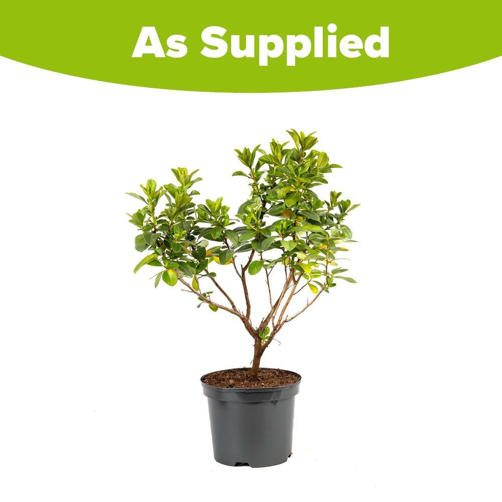 Pink - YouGarden - Escallonia laevis Pink Elle (2L Pot) - 2