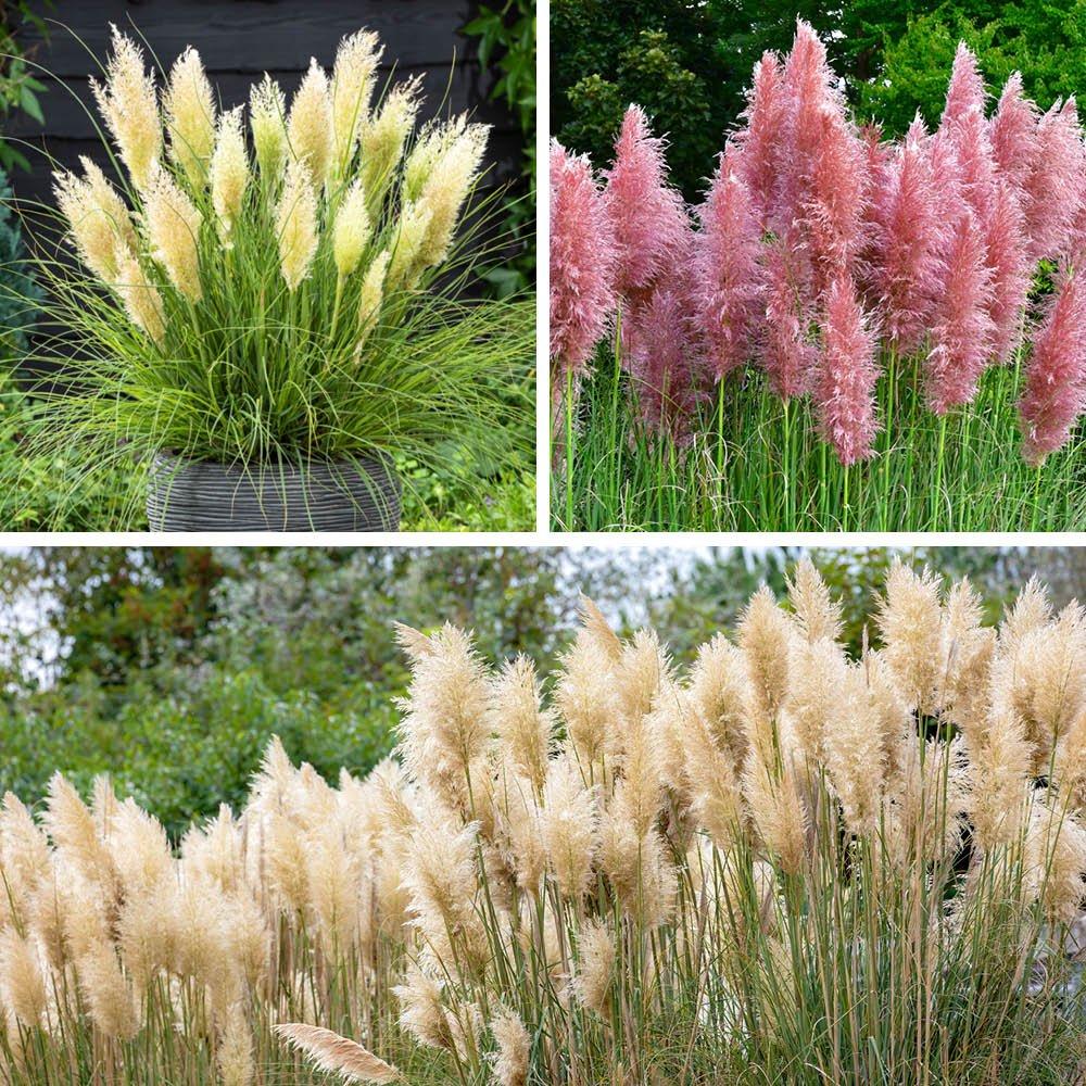 Yougarden  Pampas Grass Collection 9Cm X3 -  - 3x9cm pots