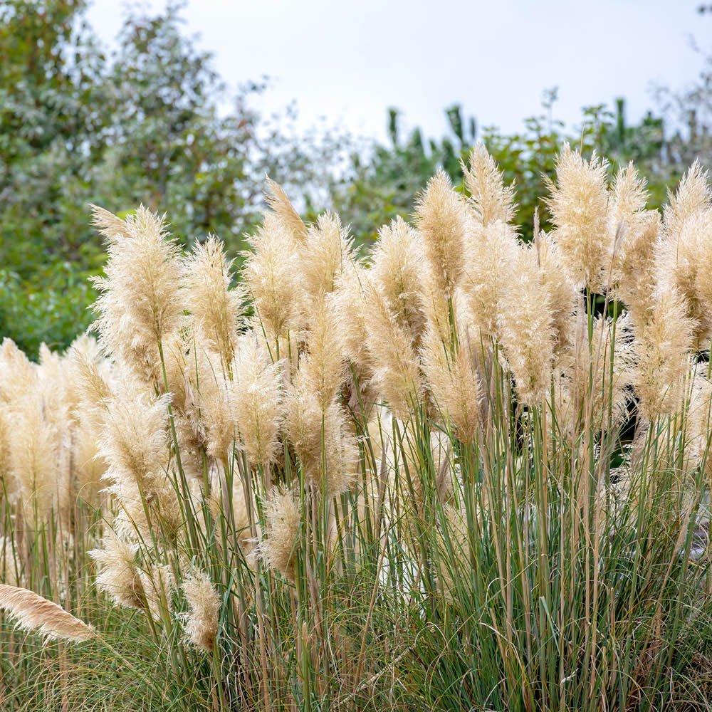 Multi - YouGarden - Pampas Grass collection 9cm x3 - 2