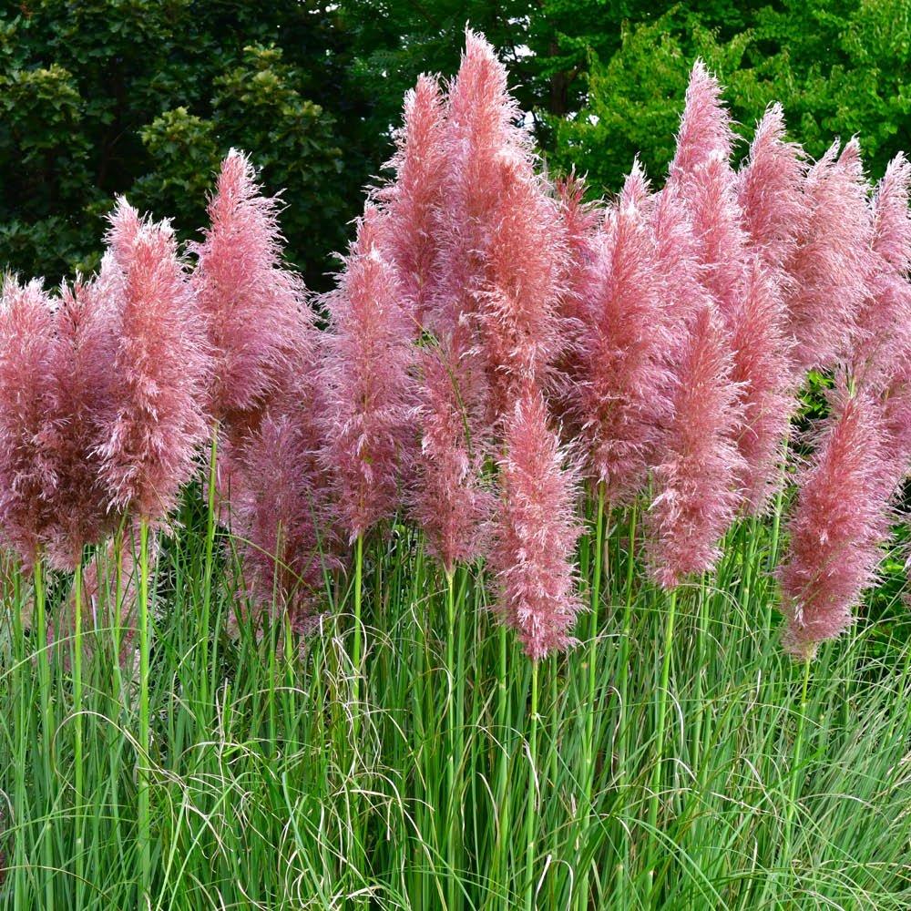 Multi - YouGarden - Pampas Grass collection 9cm x3 - 3