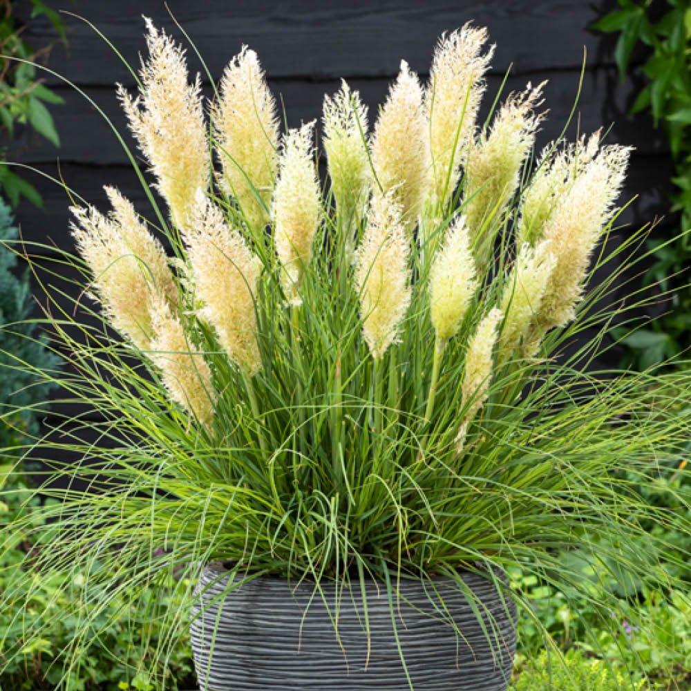 Multi - YouGarden - Pampas Grass collection 9cm x3 - 4