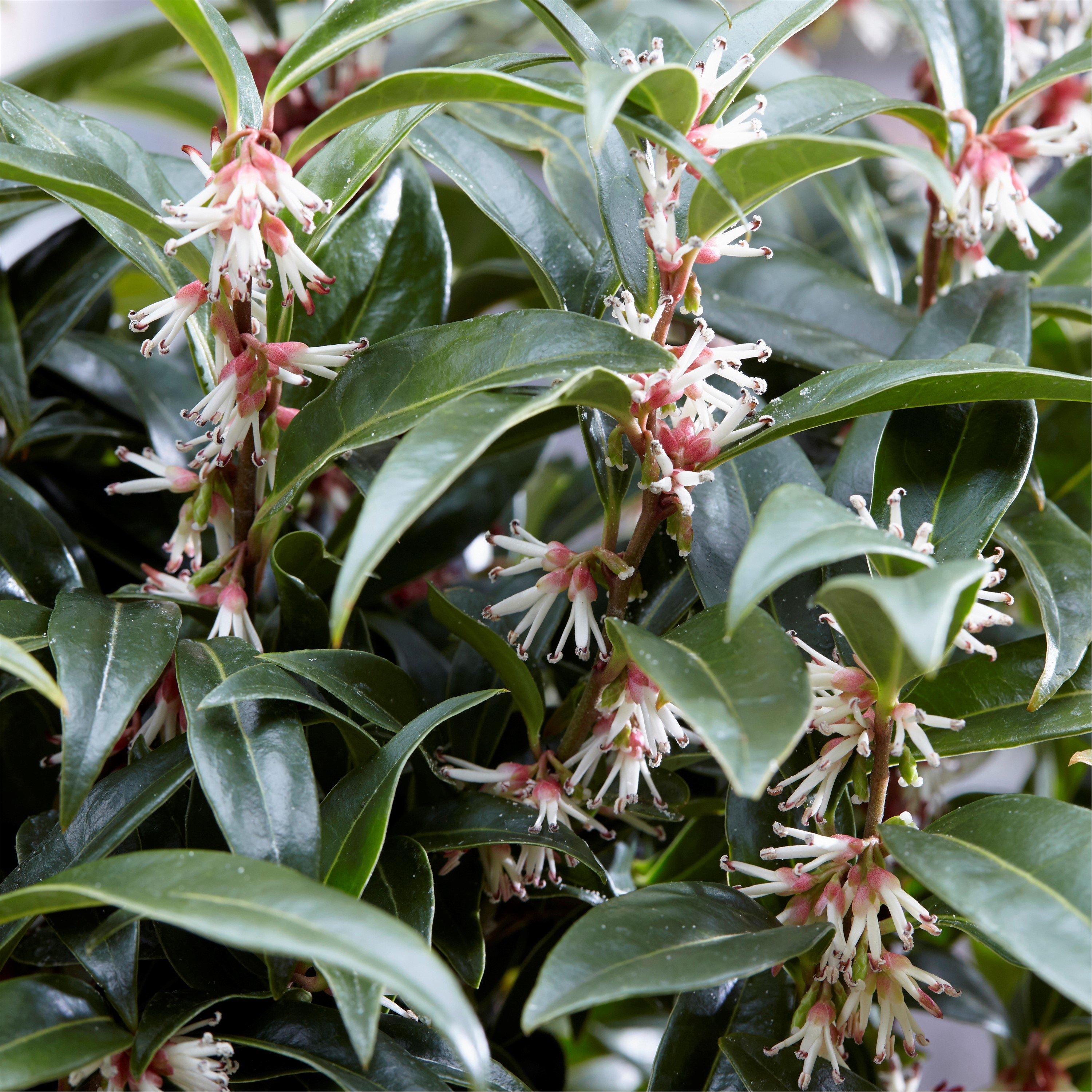 Multi - YouGarden - Sarcococca Wintergem (4.6L Pot) - 1