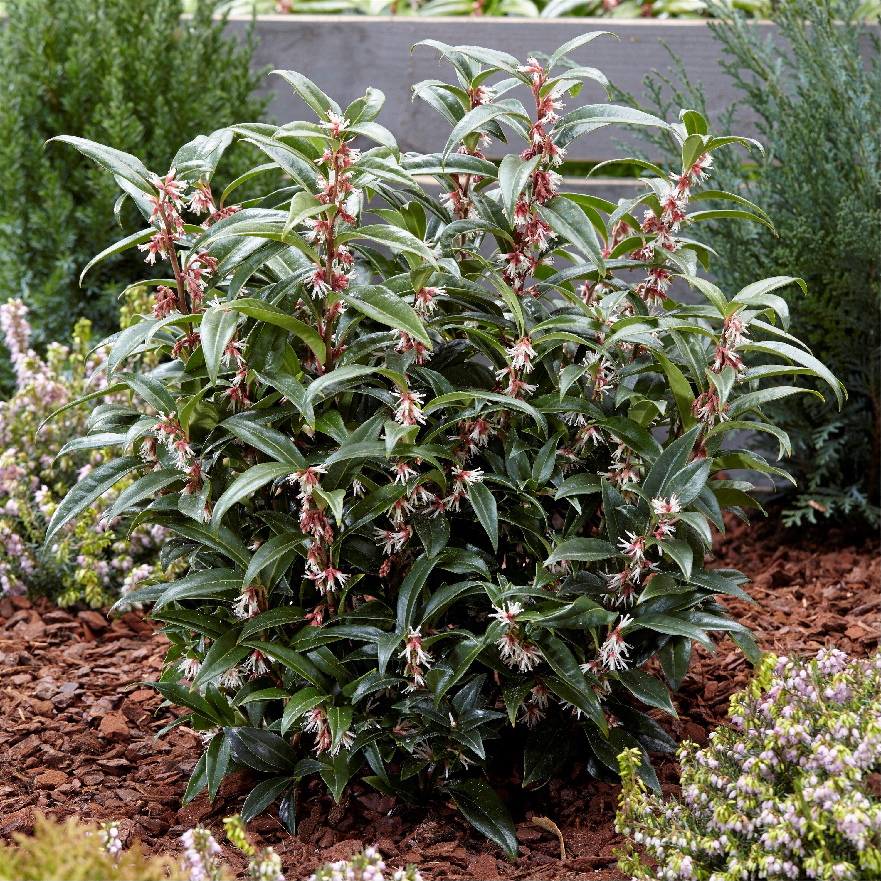 Multi - YouGarden - Sarcococca Wintergem (4.6L Pot) - 3