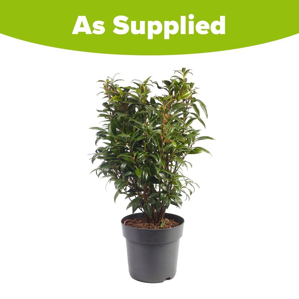 Multi - YouGarden - Sarcococca Wintergem (4.6L Pot) - 4