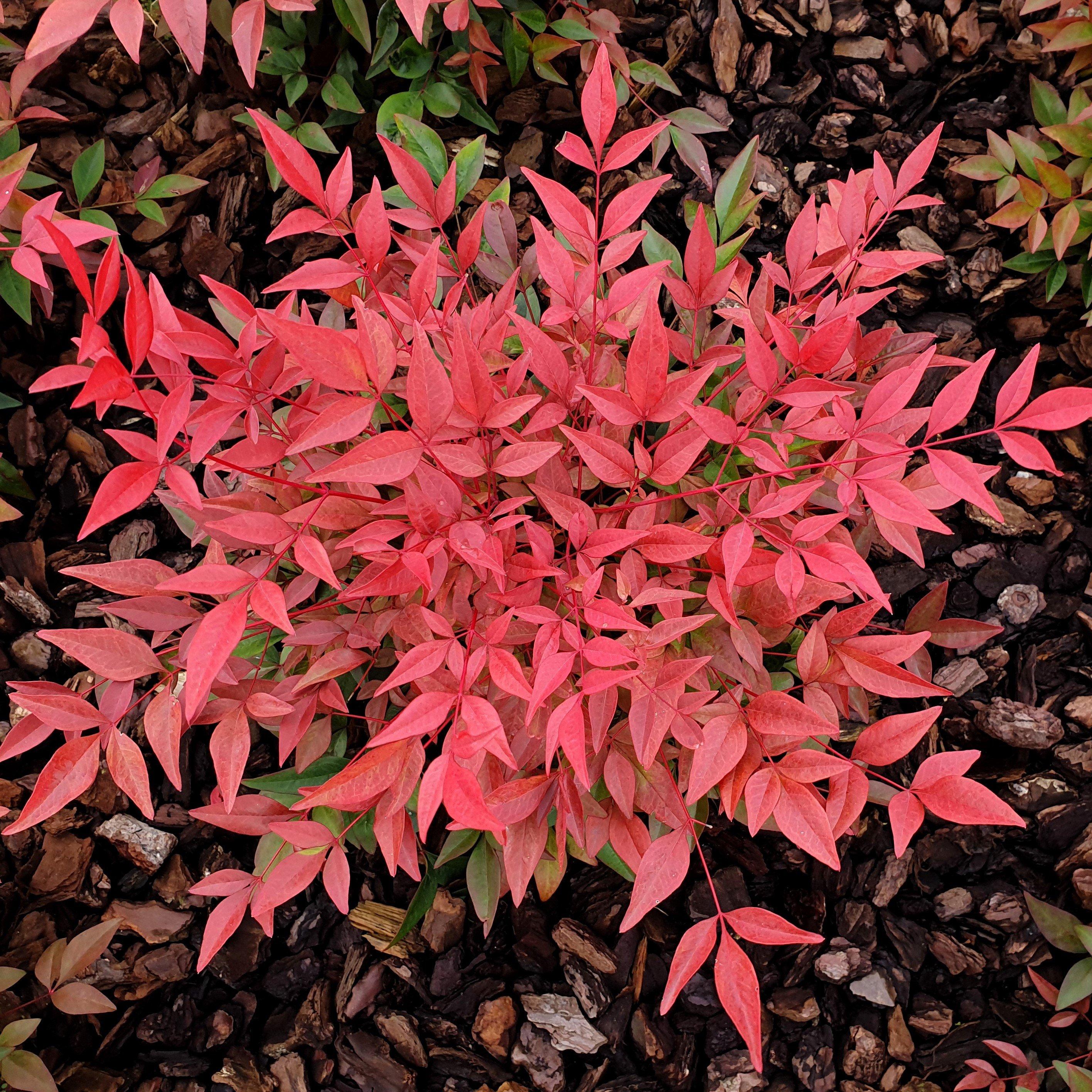 Yougarden  Nandina Obsessed - Heavenly Bamboo (15Cm Pot) -  - 15cm Pot