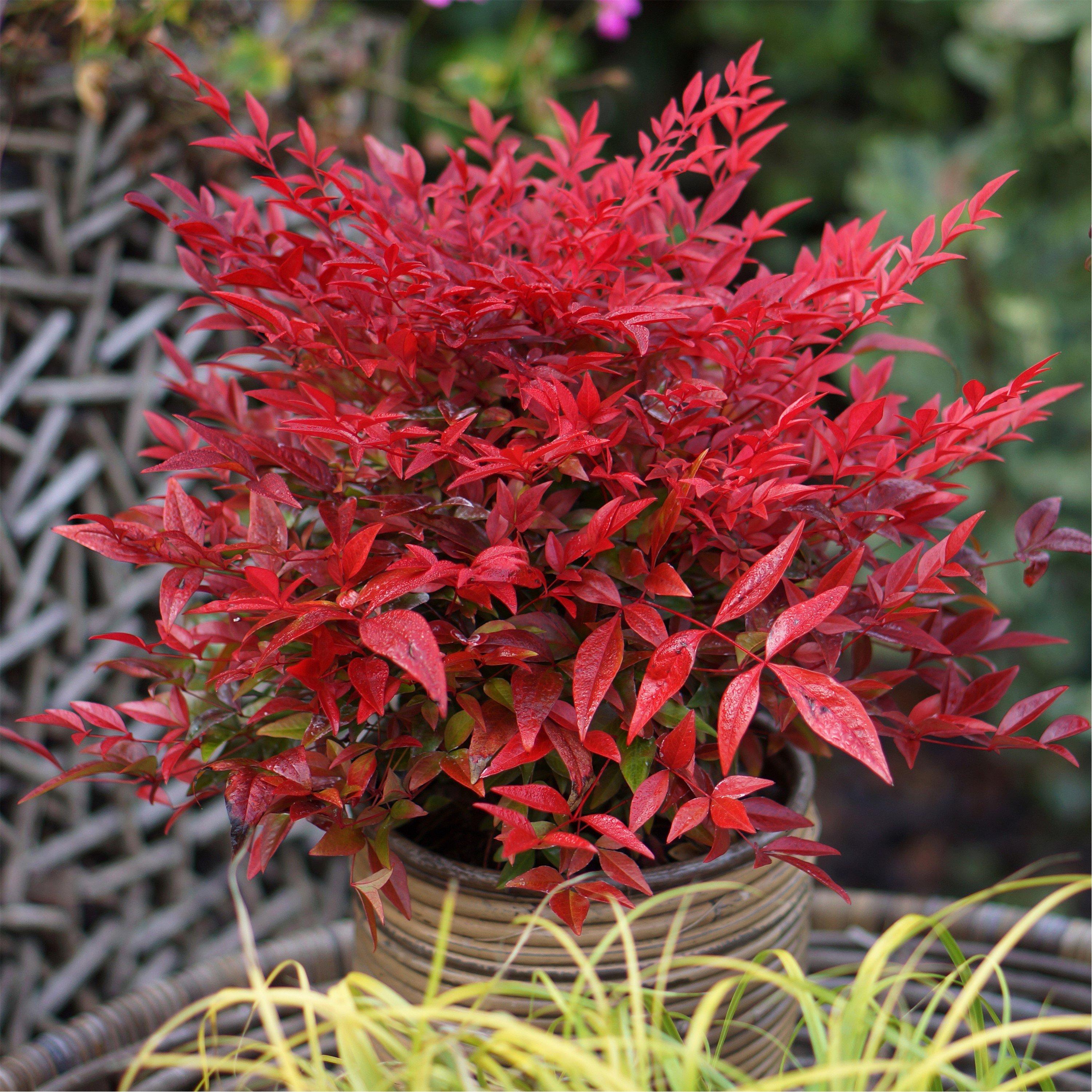 Multi - YouGarden - Nandina Obsessed - Heavenly Bamboo (15cm Pot) - 2