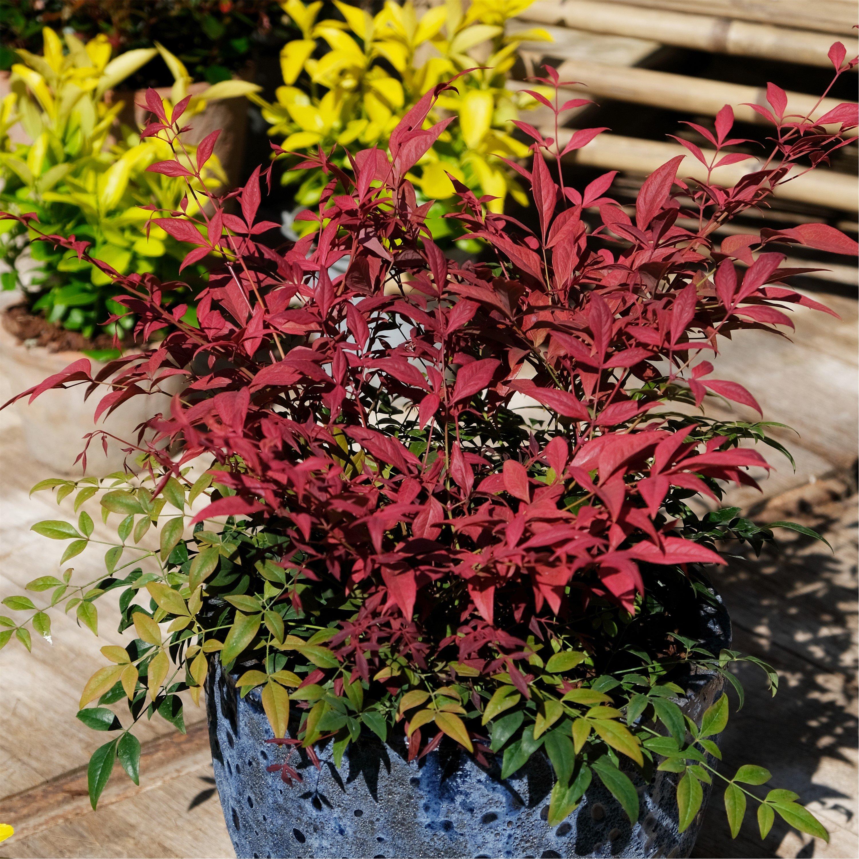 Multi - YouGarden - Nandina Obsessed - Heavenly Bamboo (15cm Pot) - 3