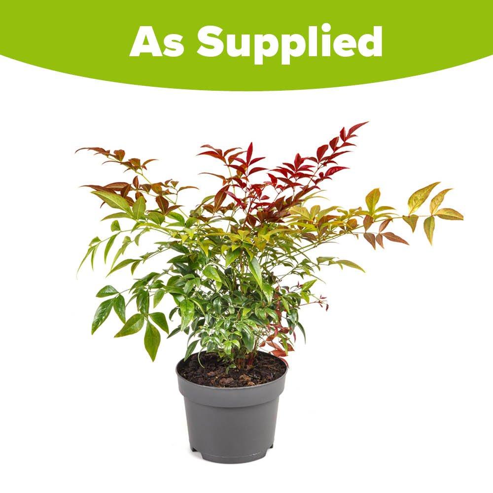 Multi - YouGarden - Nandina Obsessed - Heavenly Bamboo (15cm Pot) - 4