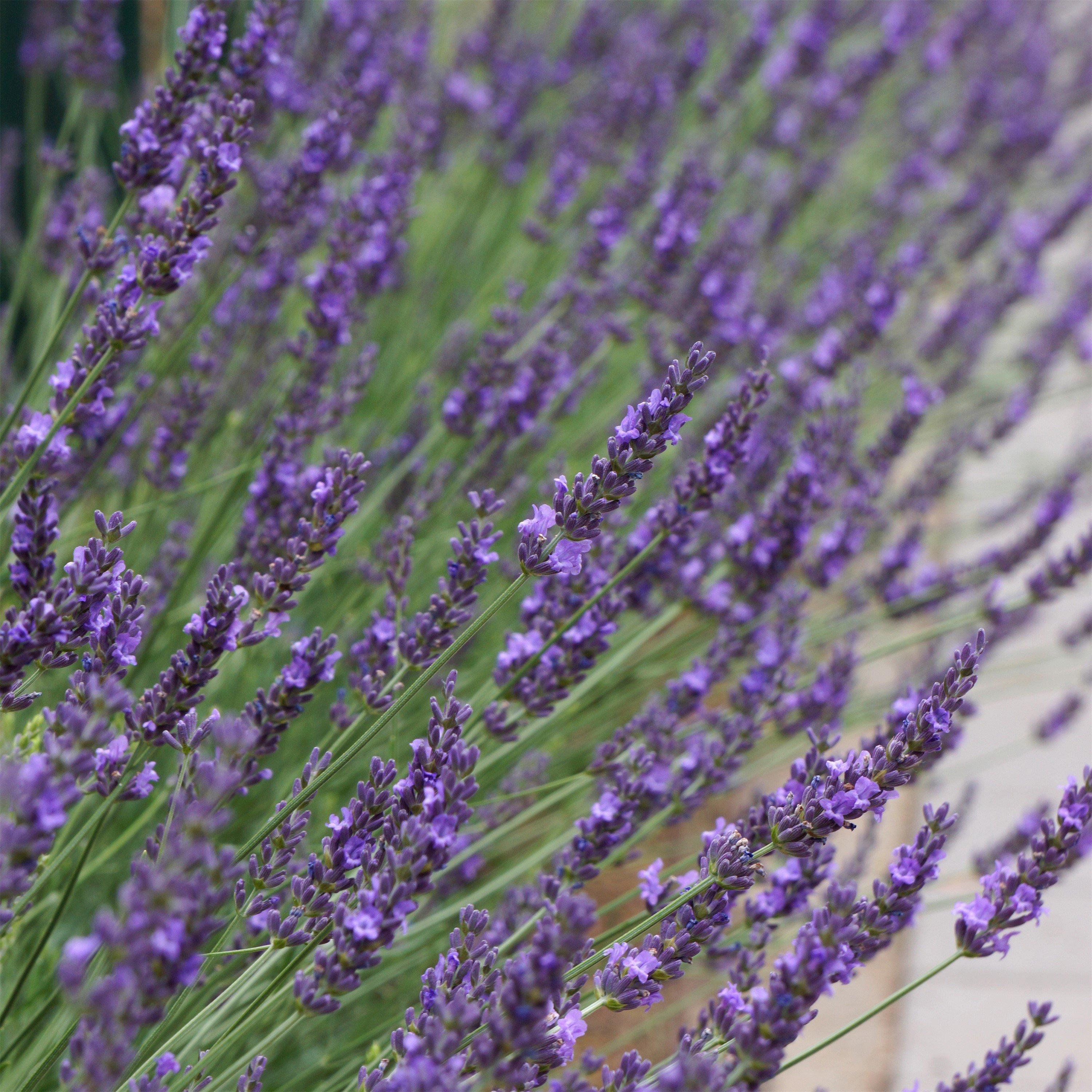Purple - YouGarden - Lavender intermedia Phenomenal 1.5L x2 - 3