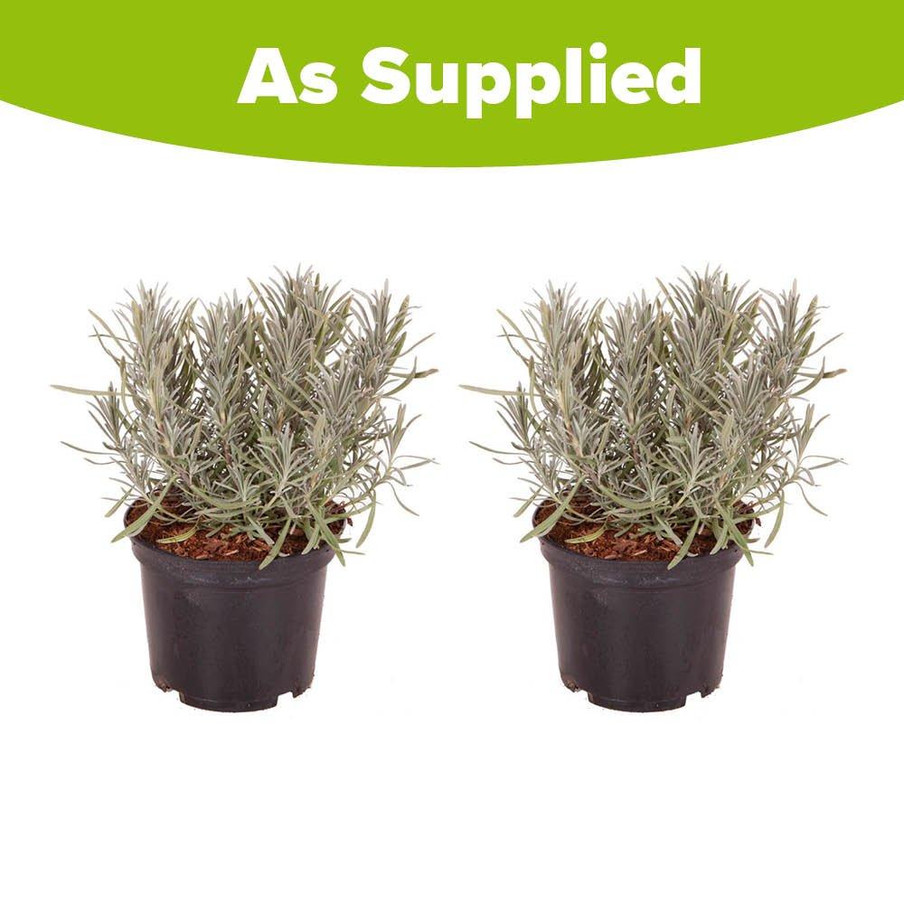 Purple - YouGarden - Lavender intermedia Phenomenal 1.5L x2 - 4