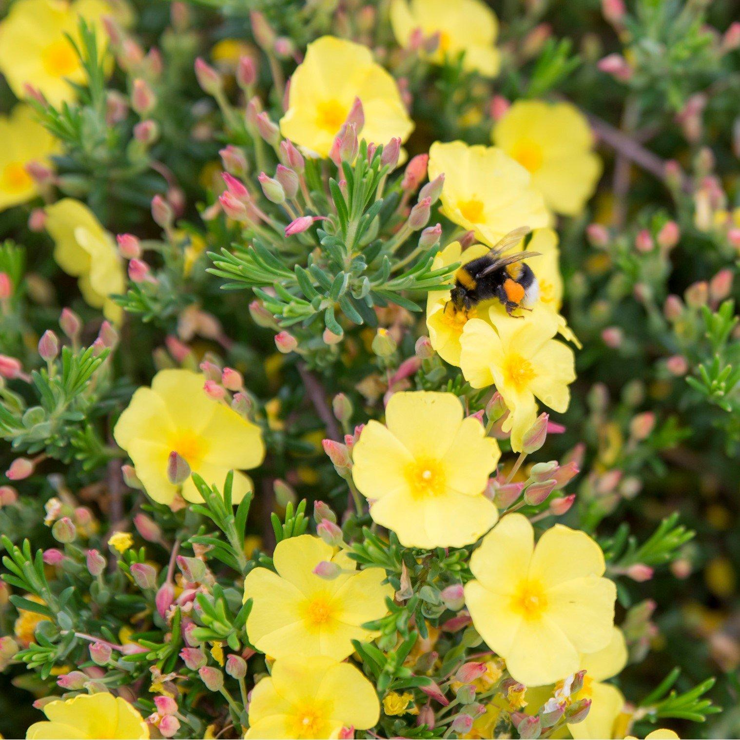 Yellow - YouGarden - Halimium April Sun (1.5L Pot) - 2