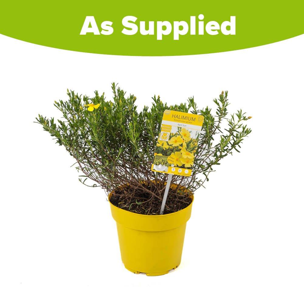 Yellow - YouGarden - Halimium April Sun (1.5L Pot) - 4