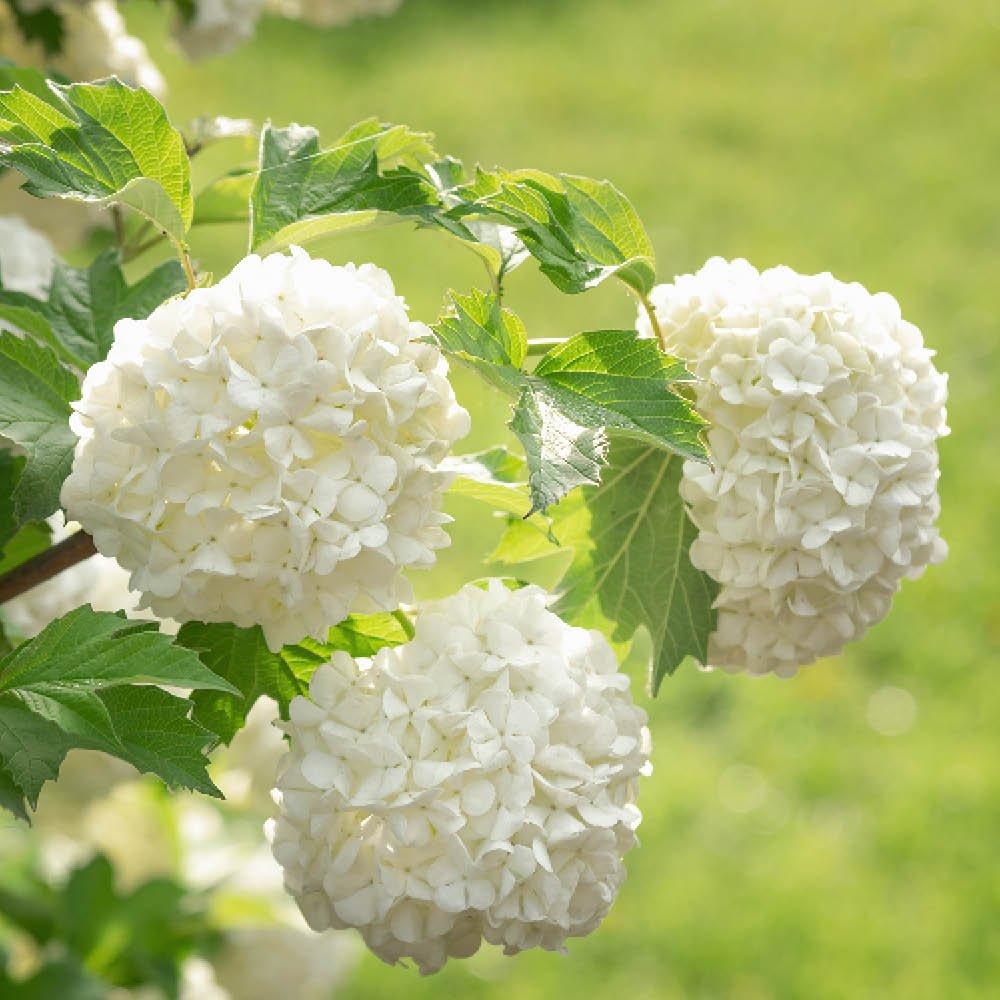 White - YouGarden - Snowball Tree - Viburnum opulus Roseum (2L Pot) - 2