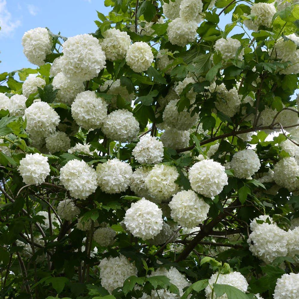 White - YouGarden - Snowball Tree - Viburnum opulus Roseum (2L Pot) - 3
