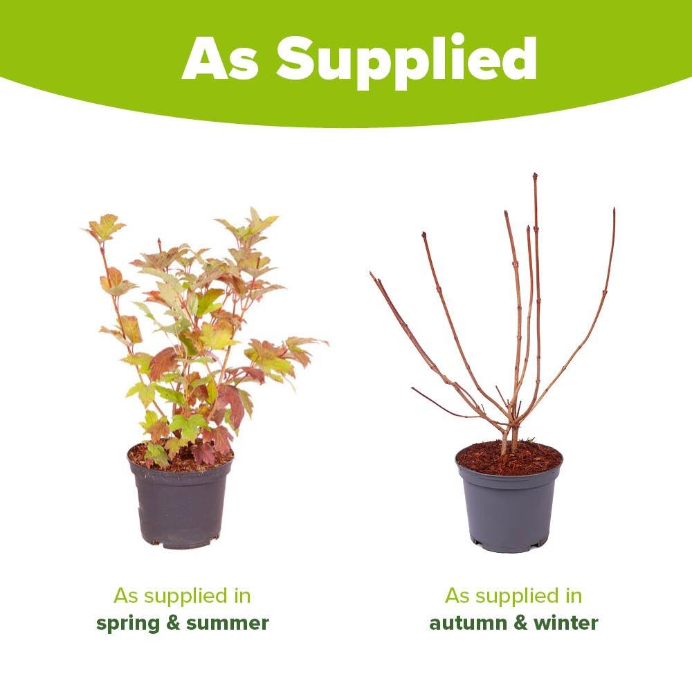 White - YouGarden - Snowball Tree - Viburnum opulus Roseum (2L Pot) - 4