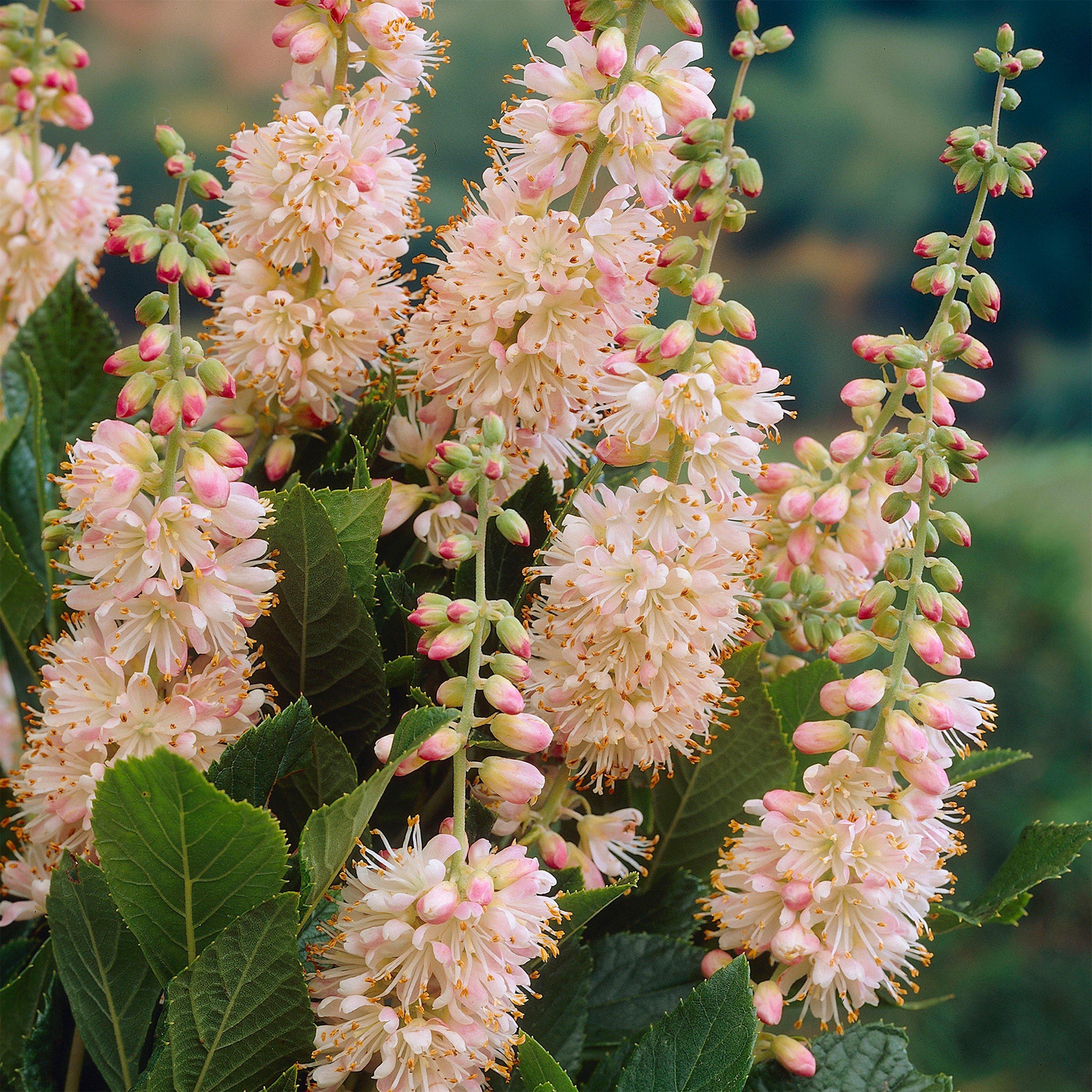 Pink - YouGarden - Clethra alnifolia Pink Spire - Summersweet Bush - 1