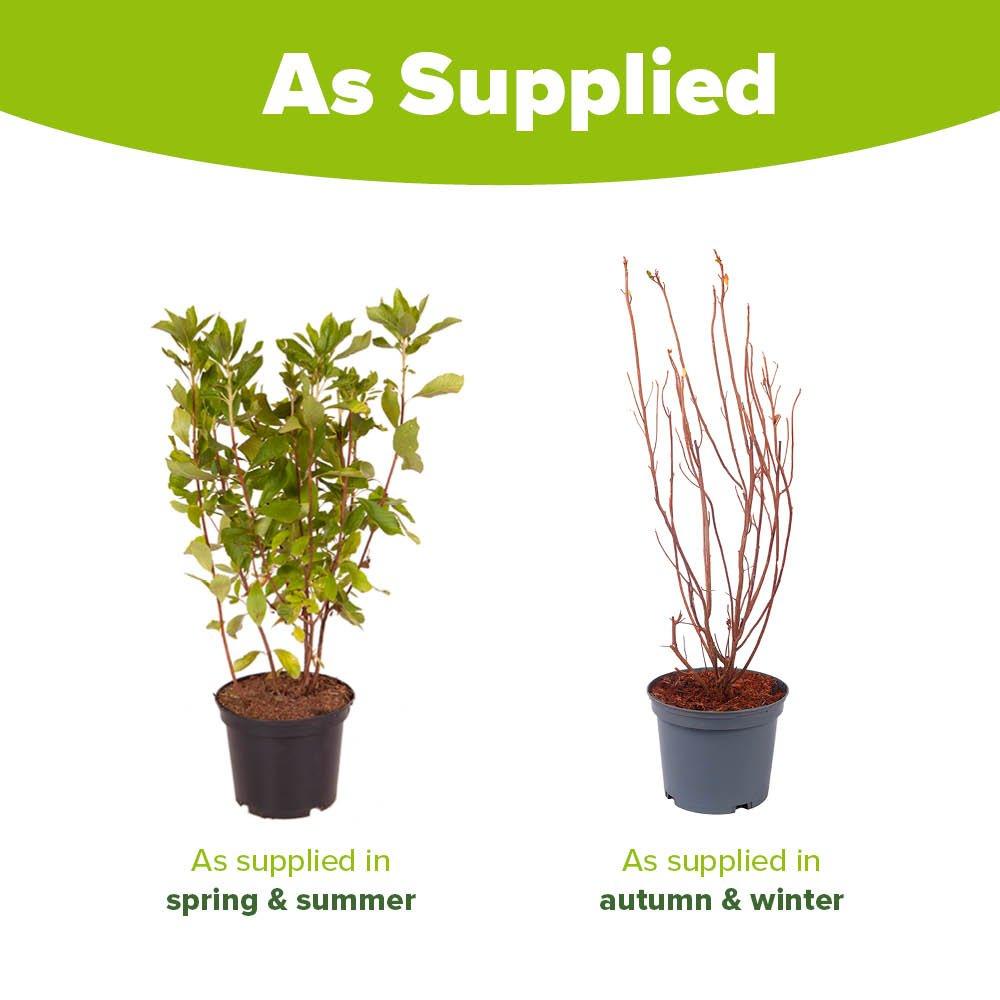 Pink - YouGarden - Clethra alnifolia Pink Spire - Summersweet Bush - 3