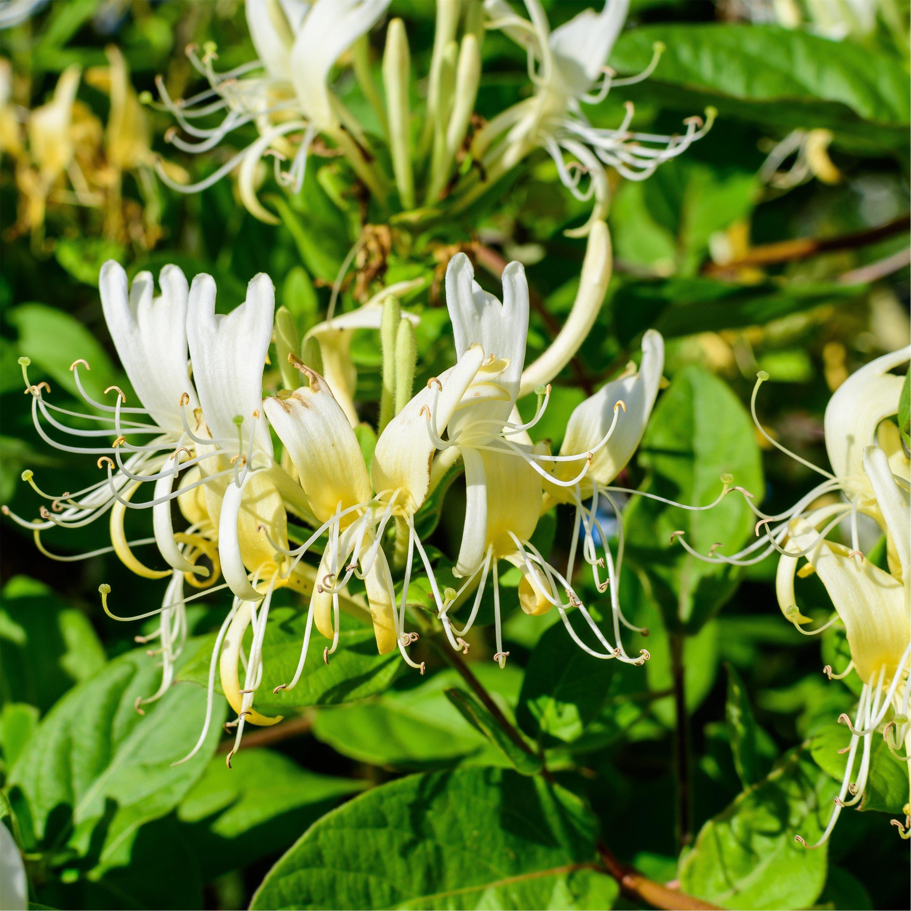 Multi - YouGarden - Honeysuckle (Lonicera) Honey Baby (2L Pot) - 1