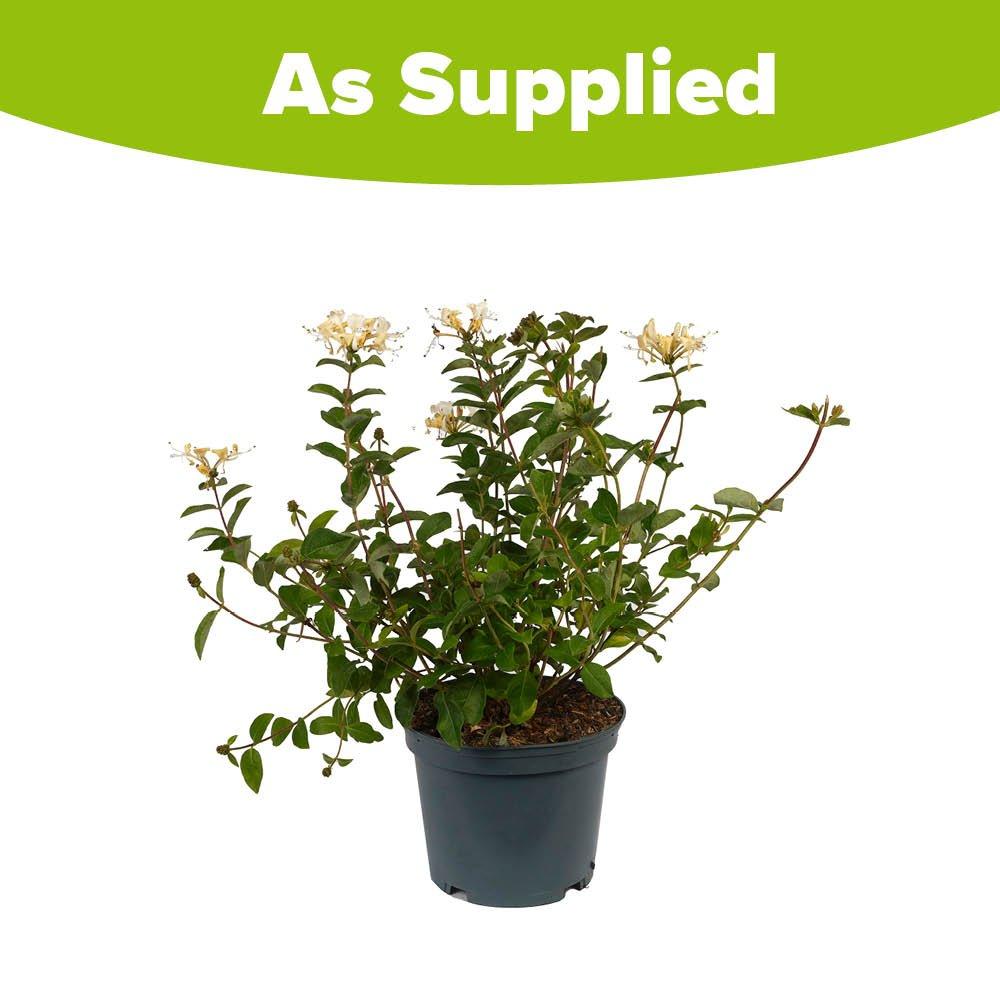 Multi - YouGarden - Honeysuckle (Lonicera) Honey Baby (2L Pot) - 2