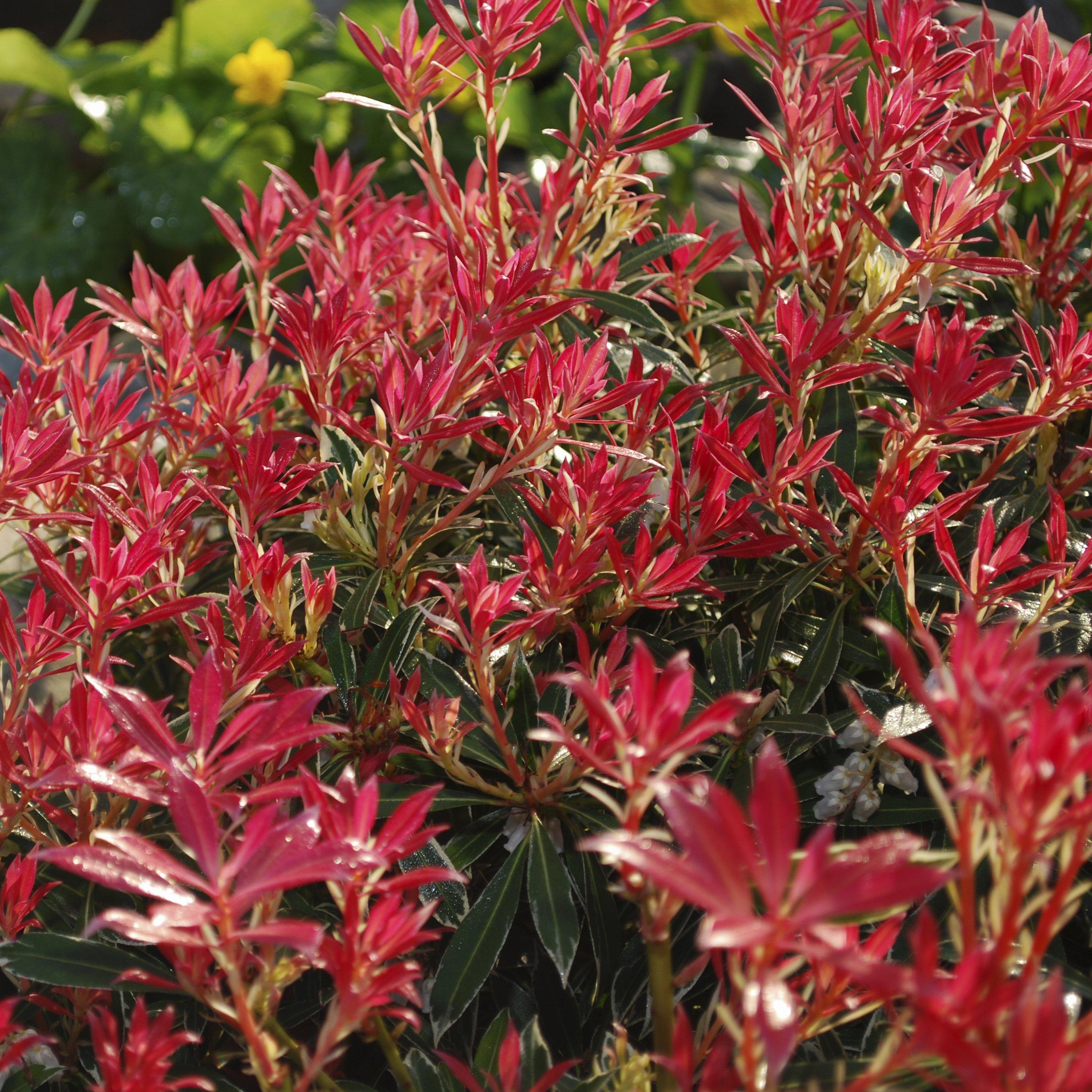 Yougarden  Pieris Collection (3 X 9Cm) -  - 3x9cm Pots
